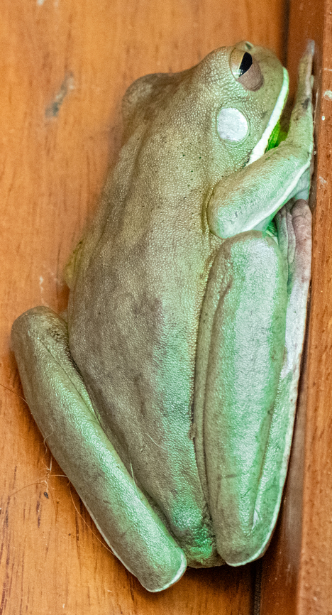 Worlds largest tree frog The frogs and geckos love to hang out during the day on the front door where we are staying!<br />
There are ponds and water features around the house so perfect habitat! Unfortunately we also have cane toads around! Australia,Geotagged,Litoria infrafrenata,Summer,White-lipped tree frog