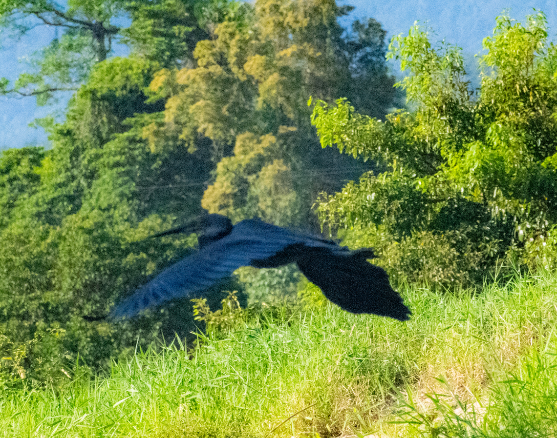 Great billed heron Apologies for the poor quality photo but these birds are thought to be very elusive to photograph and I just managed to point and shoot as it flew above the boat!<br />
They are recognised as being native to Queensland! Ardea sumatrana,Australia,Geotagged,Great-billed heron,Summer