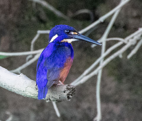 Azure kingfisher Alcedo azurea,Australia,Azure kingfisher,Geotagged,Summer