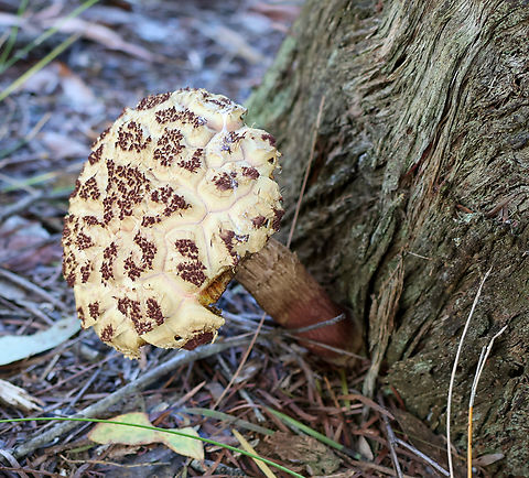 Shaggy Cap  Australia,Boletellus emodensis,Geotagged,Shaggy Cap,Summer