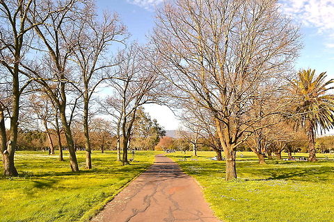 The Pathway Springtime...
Taken at Jell's Park, Victoria, Australia
 Australia,Geotagged,trees