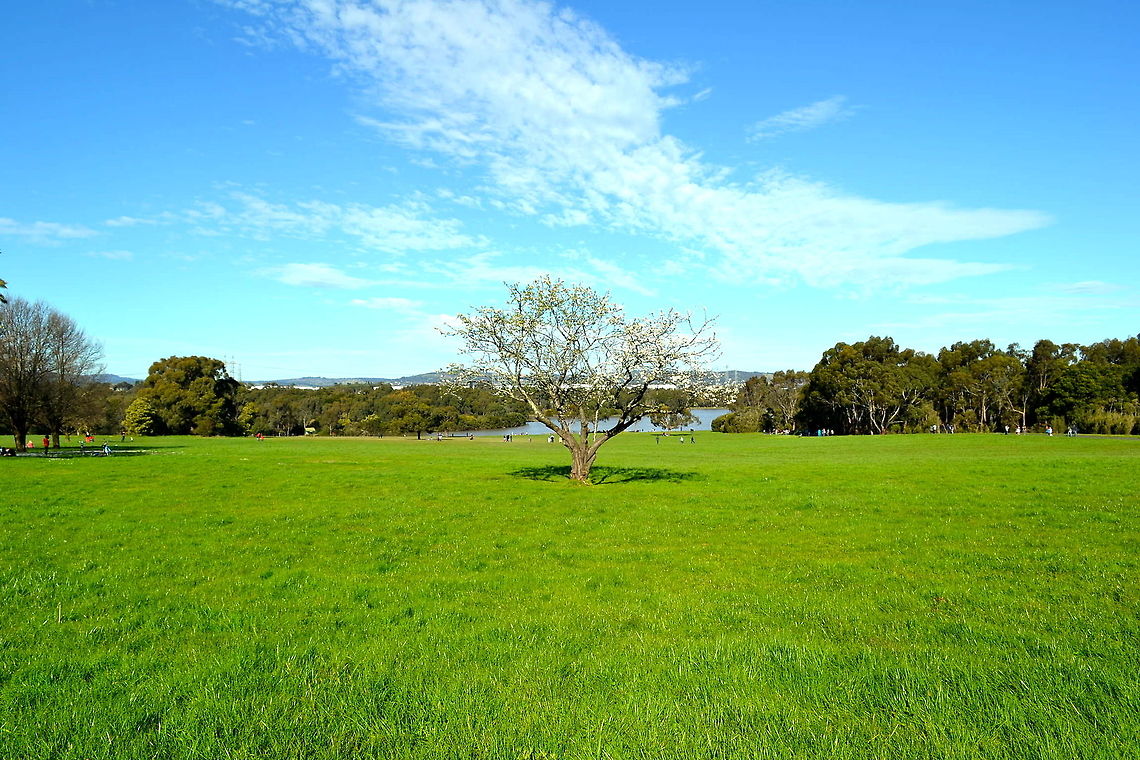 Solitude Taken at Jell&#039;s Park, Victoria, Australia Australia,Geotagged,tree