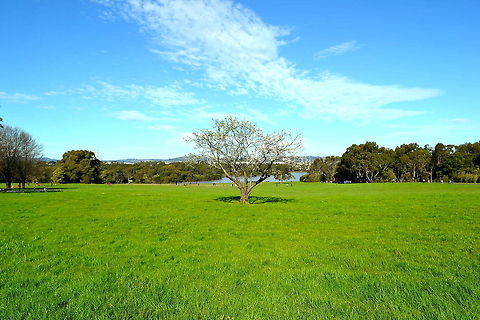 Solitude Taken at Jell's Park, Victoria, Australia Australia,Geotagged,tree