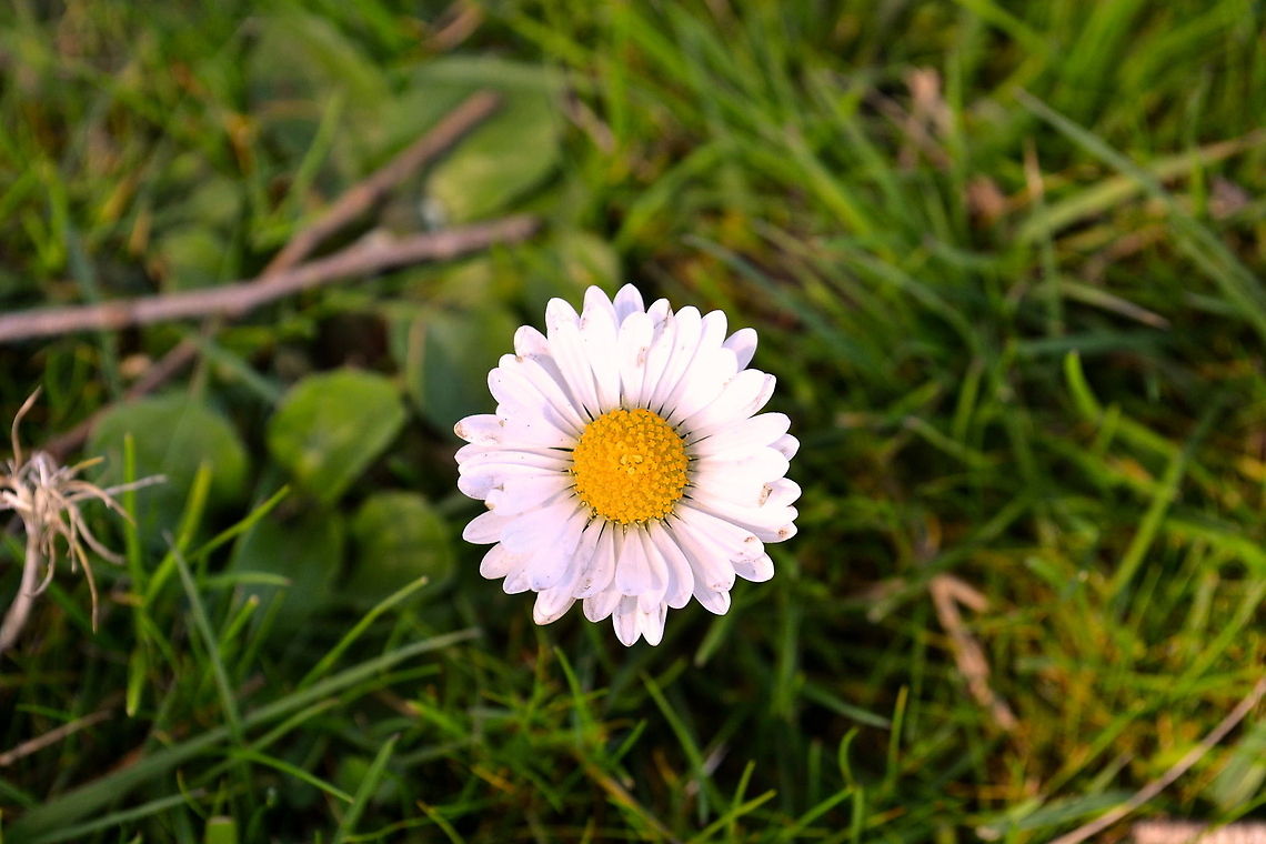 Sunny-side up Taken at Jell&#039;s Park, Victoria, Australia Australia,Geotagged
