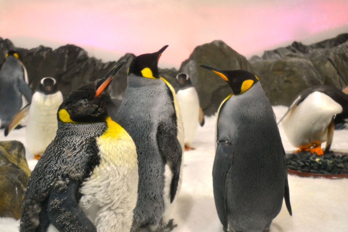 Emperor Penguins Taken at Melbourne Aquarium, Australia<br />
 Aptenodytes forsteri,Australia,Emperor Penguin,Geotagged