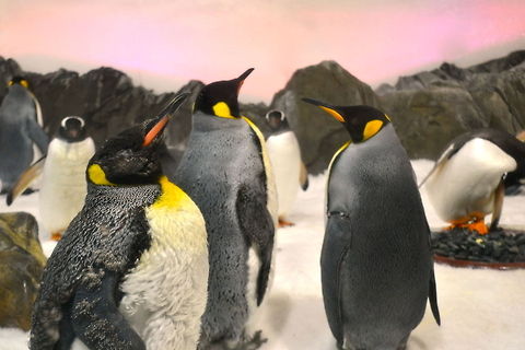 Emperor Penguins Taken at Melbourne Aquarium, Australia
 Aptenodytes forsteri,Australia,Emperor Penguin,Geotagged
