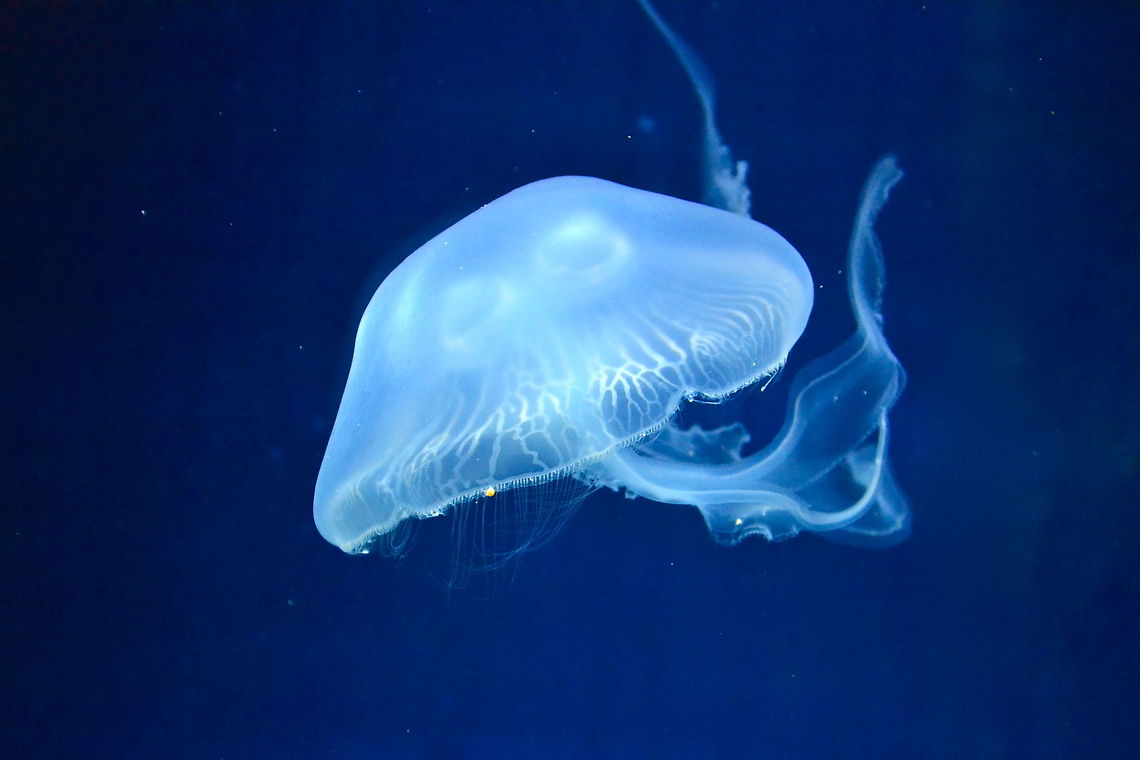Jellyfish Jellyfish at Melbourne Aquarium, Australia API API,Aurelia aurita,Australia,Geotagged,jellyfish