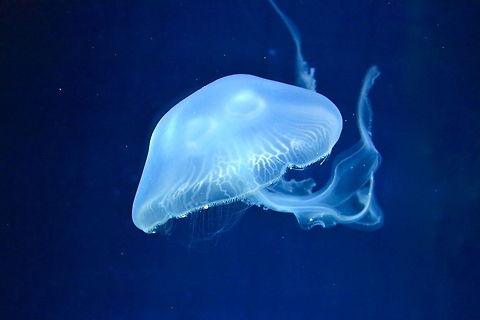 Jellyfish Jellyfish at Melbourne Aquarium, Australia API API,Aurelia aurita,Australia,Geotagged,jellyfish