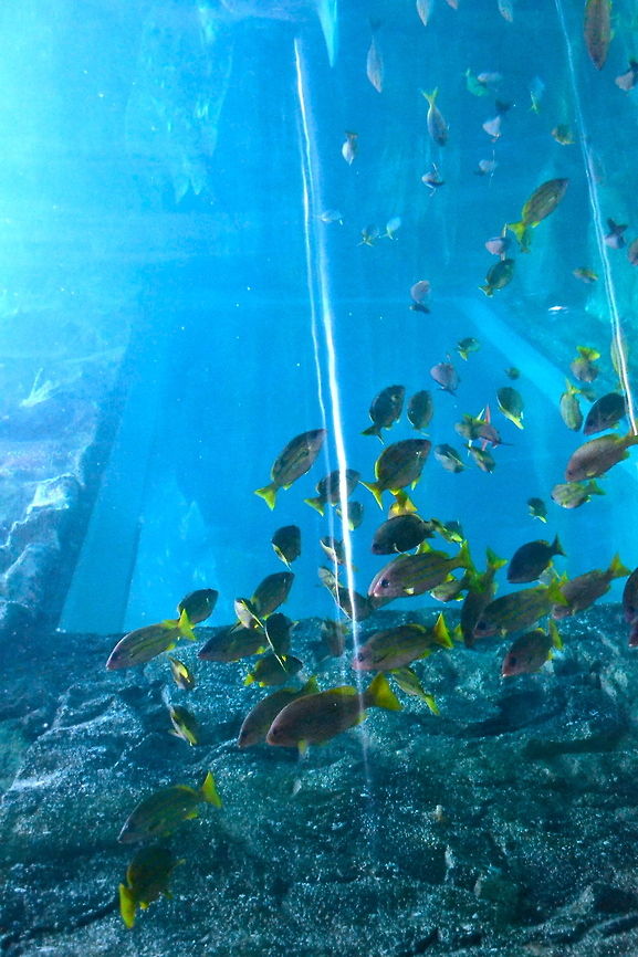 Reef Ruins Taken at The Melbourne Aquarium, Australia Australia,Geotagged,fish,reef