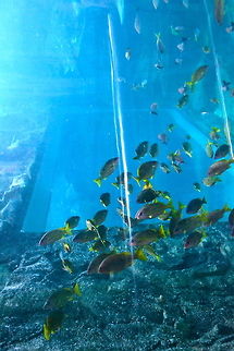 Reef Ruins Taken at The Melbourne Aquarium, Australia Australia,Geotagged,fish,reef