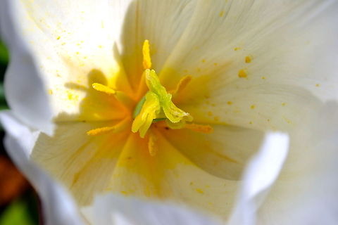 Close-up Close-up on a tulip taken at The Tulip Festival, Victoria, Australia Australia,Geotagged,flowers,tulips
