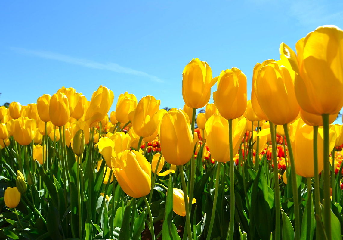 Yellow Yellow Tulips taken at The Tulip Festival at Victoria, Australia Australia,Geotagged,flowers,tulips,yellow