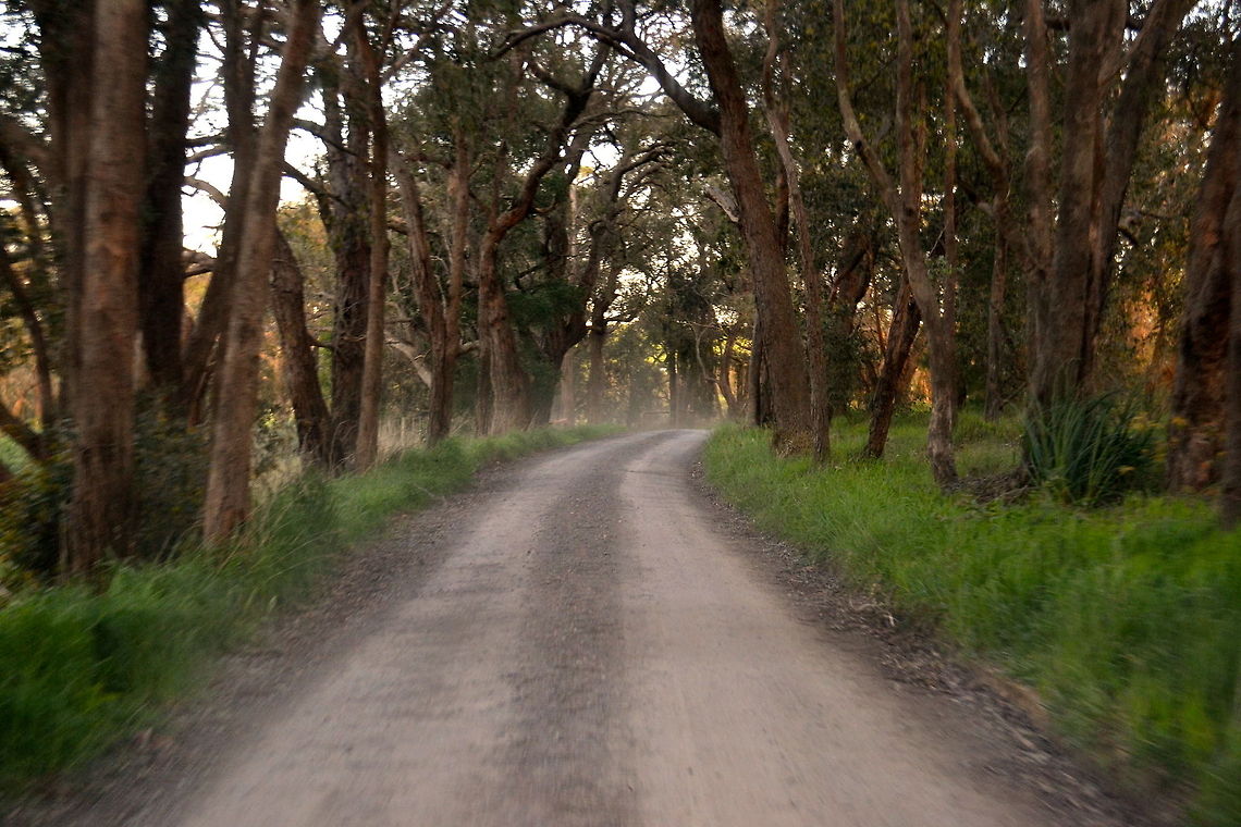 Woodland Taken near the Rainbow Trout Farm at Victoria, Australia<br />
 Australia,Geotagged,dirtroad,forest,trees