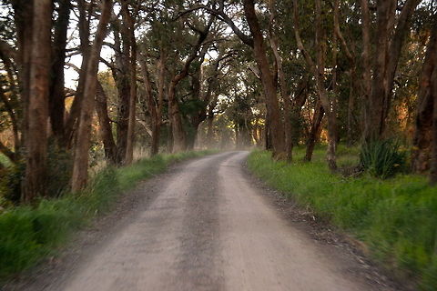 Woodland Taken near the Rainbow Trout Farm at Victoria, Australia
 Australia,Geotagged,dirtroad,forest,trees