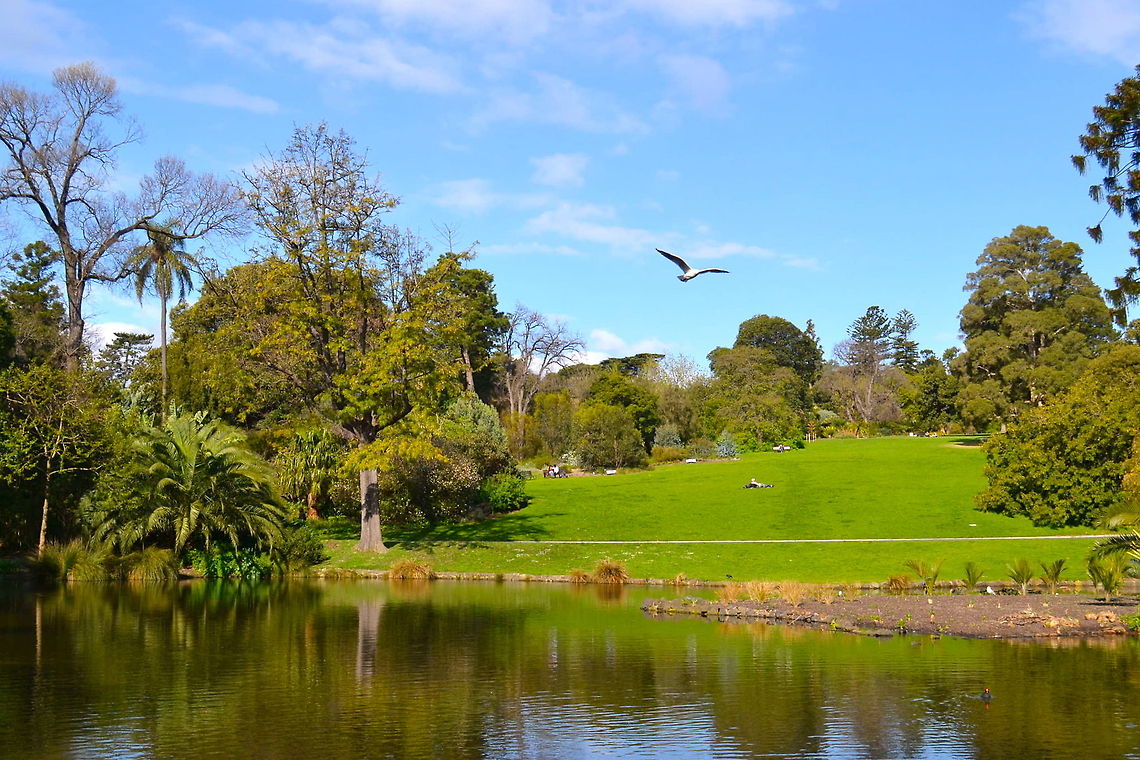 The Lake Taken at Royal Botanic Gardens at Victoria, Australia Australia,Geotagged,bird,garden,lake,nature