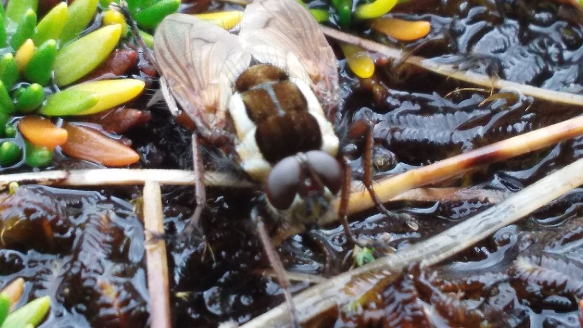 Oestroidea specie in Chilean Patagonia I can't identify this fly. All I know is that she's in the Oestroidea superfamily.<br />
<br />
It measures 1 cm.<br />
<br />
I photographed him on a mountain, 400 meters above sea level.<br />
<br />
Link my observation on iNaturalist:&nbsp;<a href="https://www.inaturalist.org/observations/64773246" rel="nofollow">https://www.inaturalist.org/observations/64773246</a> Chile,Fall,Geotagged
