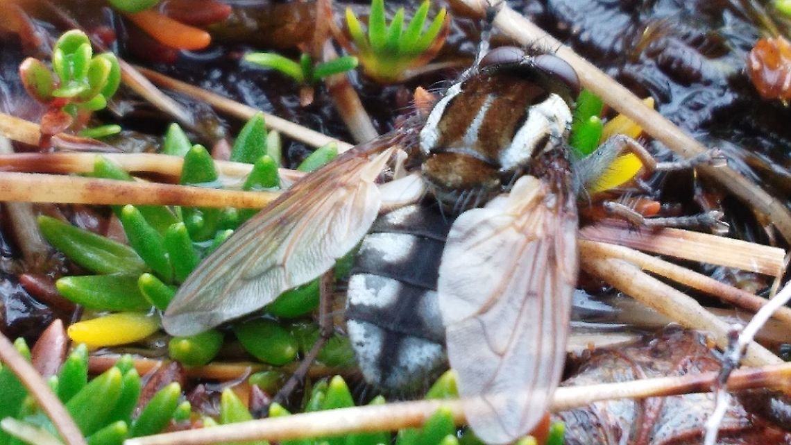 Oestroidea specie in Chilean Patagonia I can't identify this fly. All I know is that she's in the Oestroidea superfamily. <br />
<br />
It measures 1 cm. <br />
<br />
I photographed him on a mountain, 400 meters above sea level. <br />
<br />
Link my observation on iNaturalist: <a href="https://www.inaturalist.org/observations/64773246" rel="nofollow">https://www.inaturalist.org/observations/64773246</a> Chile,Diptera,Fall,Fly,Geotagged,flies,fly,patagonia