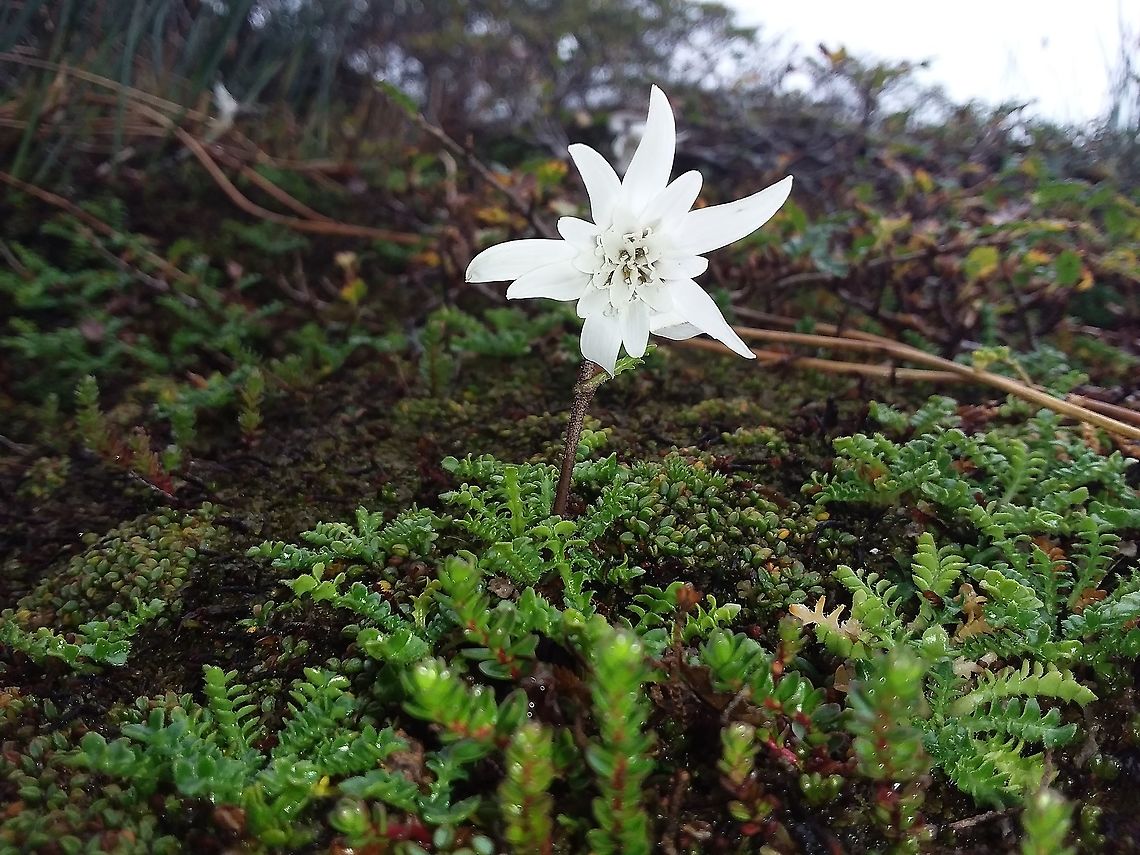 Perezia magellanica in chilean Patagonia Photographed at an altitude of 600 meters, on top of a mountain in Chilean Patagonia. Chile,Fall,Geotagged,Perezia magellanica,flower,patagonia