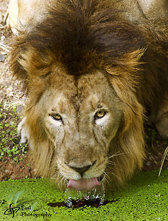 Male lion drinking water  Lion,Panthera leo