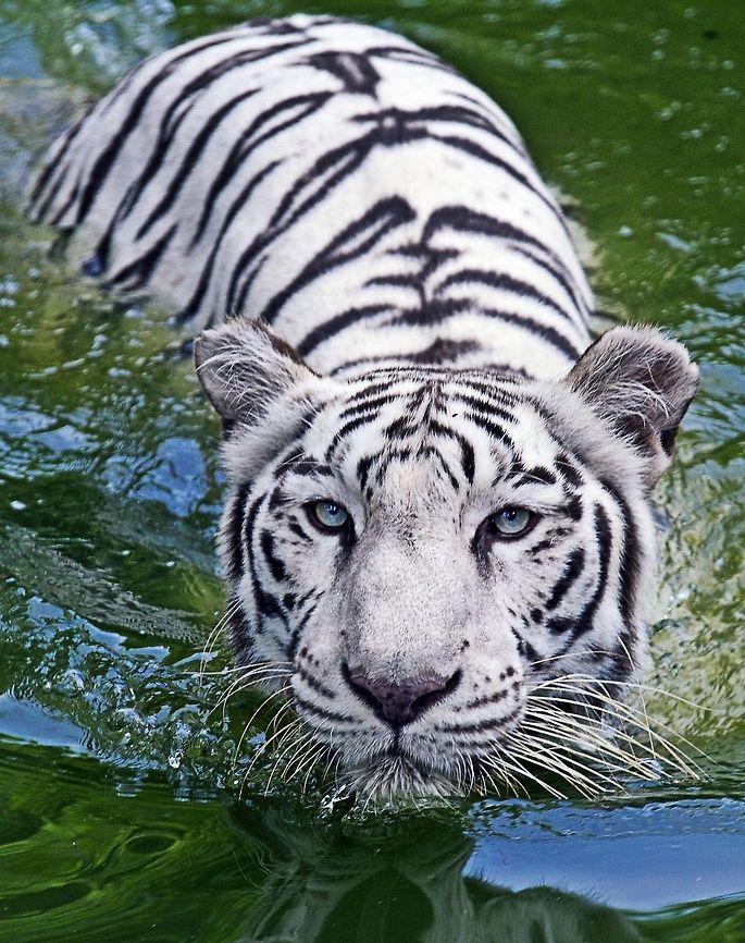 Bengal tiger swimming  Bengal Tiger,Panthera tigris tigris