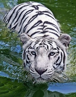 Bengal tiger swimming  Bengal Tiger,Panthera tigris tigris