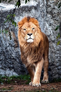 Proud Lion King  Geotagged,Lion,Panthera leo,Poland