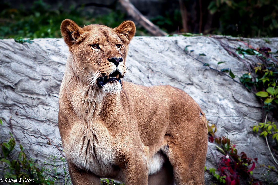 Lion Queen  Geotagged,Lion,Panthera leo,Poland