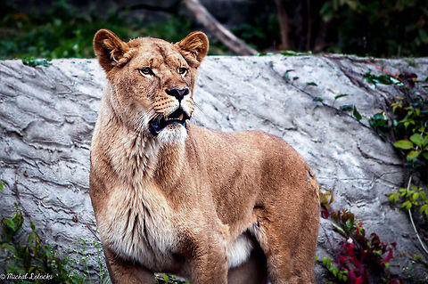 Lion Queen  Geotagged,Lion,Panthera leo,Poland
