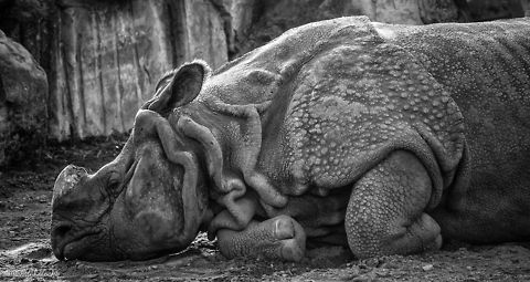 Sad Rhino  Black rhinoceros,Diceros bicornis,Geotagged,Poland