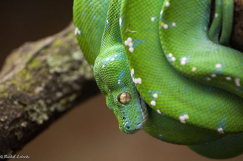 Snake  Geotagged,Green tree python,Morelia viridis,Poland