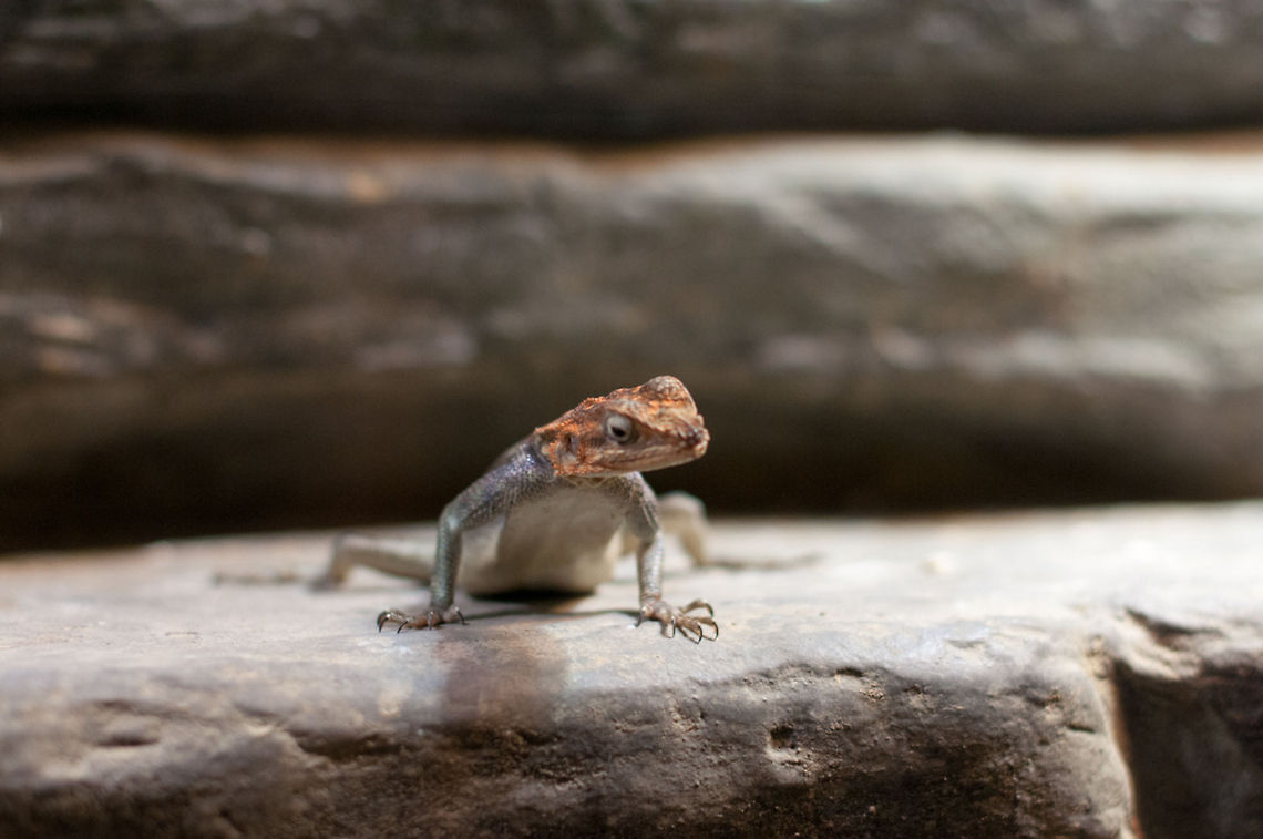 What you looking at?  Agama agama,Geotagged,Norway,Red-headed Rock Agama or Common Agama