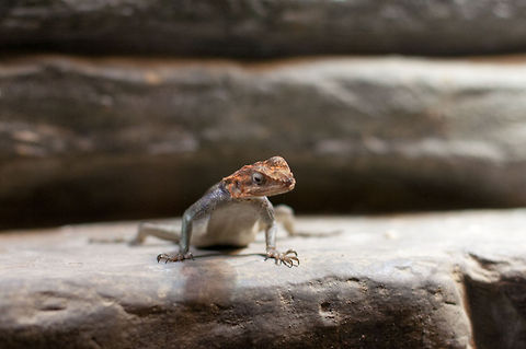 What you looking at?  Agama agama,Geotagged,Norway,Red-headed Rock Agama or Common Agama