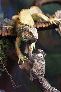 Iguana and Common Marmoset  Callithrix jacchus,Common marmoset,Geotagged,Green Iguana,Iguana iguana,Norway