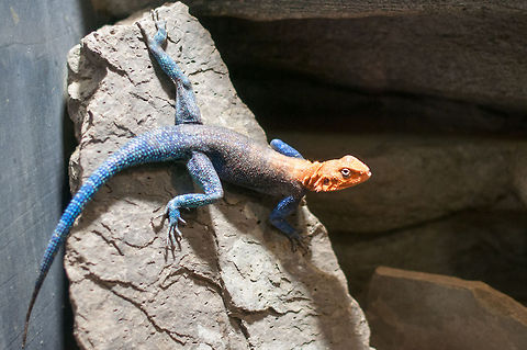 Red-headed Rock Agama blue body, orange head  Agama agama,Geotagged,Norway,Red-headed Rock Agama