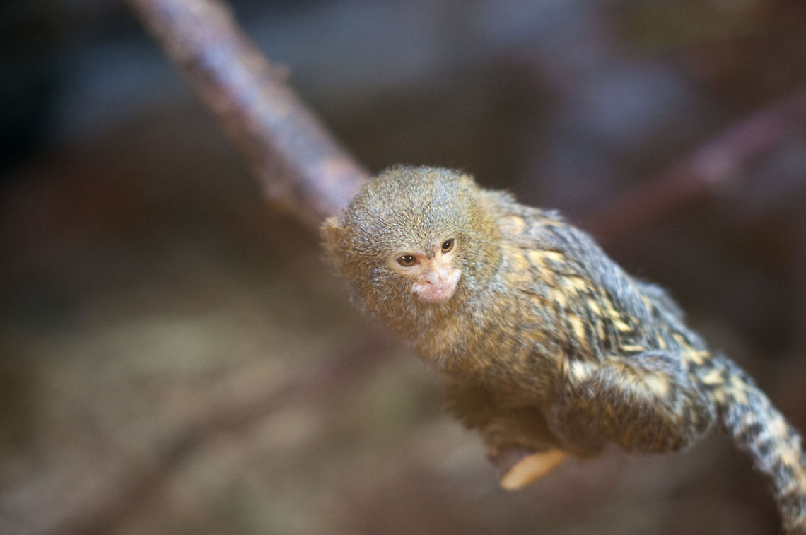 Pygmy marmoset  Cebuella pygmaea,Geotagged,Norway,Pygmy marmoset