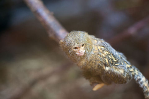 Pygmy marmoset  Cebuella pygmaea,Geotagged,Norway,Pygmy marmoset
