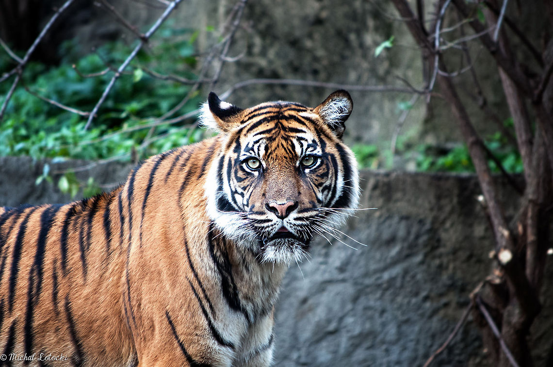 Tiger  Panthera tigris,Tiger