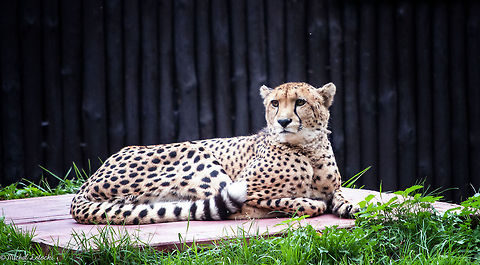 Cheetah  Acinonyx jubatus,Cheetah,Geotagged,Poland