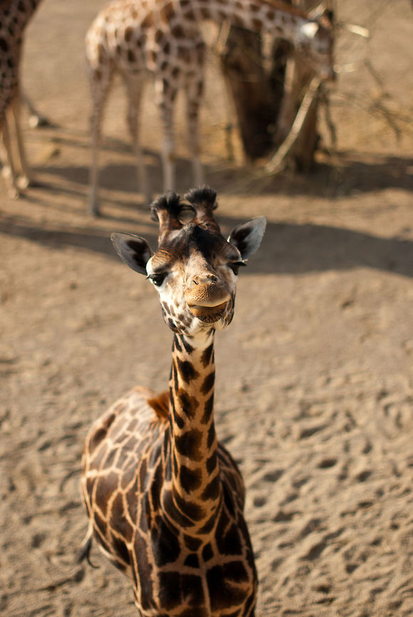 young giraffe  Geotagged,Giraffa camelopardalis,Giraffe,Ireland
