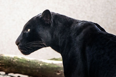 Black Panther  Jaguar,Panthera onca