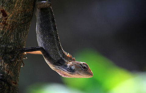Oriental garden lizard  Calotes versicolor,Oriental Garden Lizard orChangeable Lizard