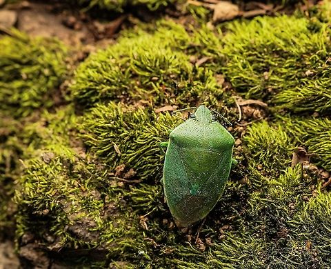 Shield bug, it was deceased, and found in a local park. Tochigi, Japan. Glaucias subpunctatus I was happy to find this beetle, during winter, in spite of it being dead. They are beautiful. Taken with a mirrorless camera and flash, with home made diffuser. Glaucias subpunctatus,Green shield bug,Japan,insect