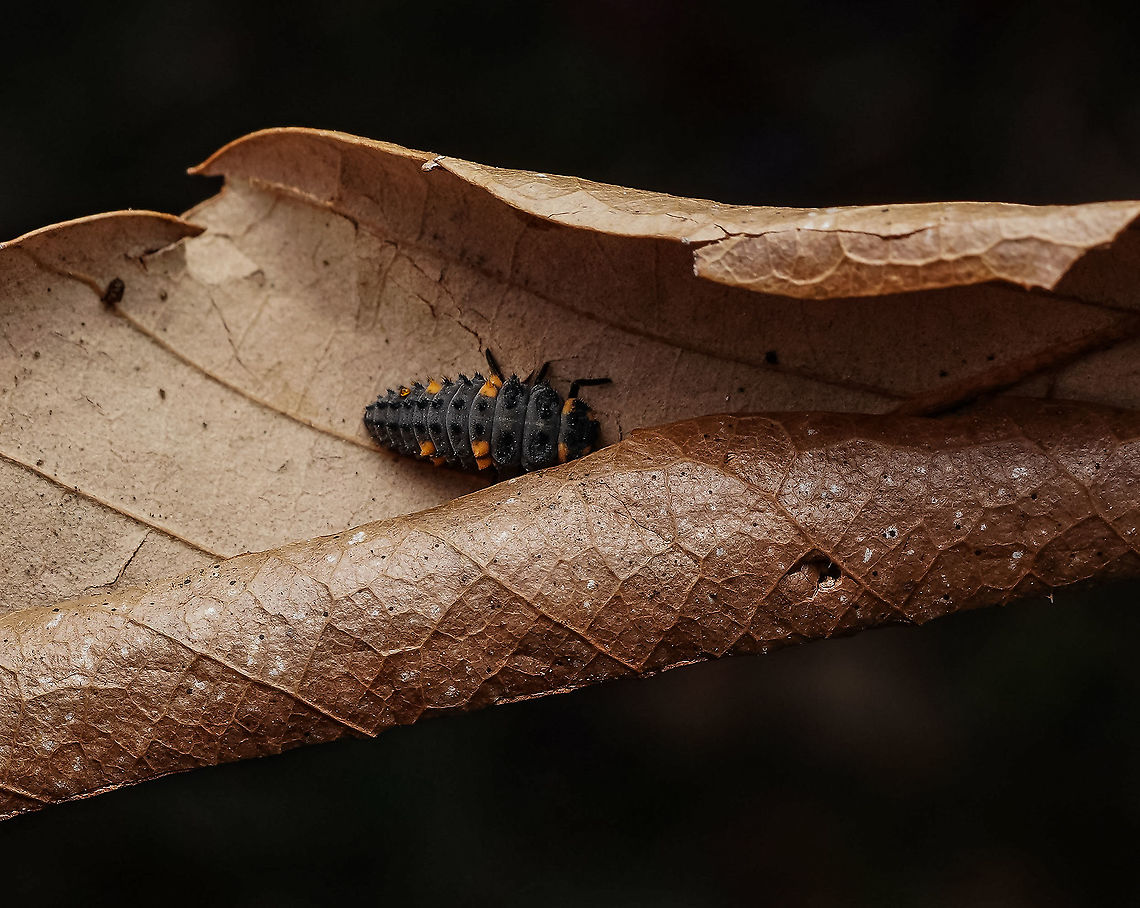 A cute ladybug larva. I was so happy to find some ladybug larvae in the local park. Photographed in Tochigi, Japan.<br />
 Coccinella septempunctata,Coccinella septempunctata brucki,Japan,Ladybug,Seven-spotted Lady Beetle,cute,larva