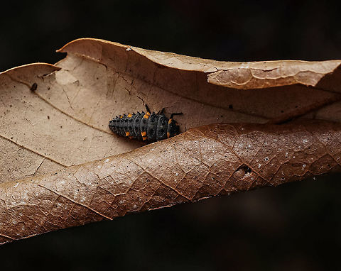 A cute ladybug larva. I was so happy to find some ladybug larvae in the local park. Photographed in Tochigi, Japan.
 Coccinella septempunctata,Coccinella septempunctata brucki,Japan,Ladybug,Seven-spotted Lady Beetle,cute,larva