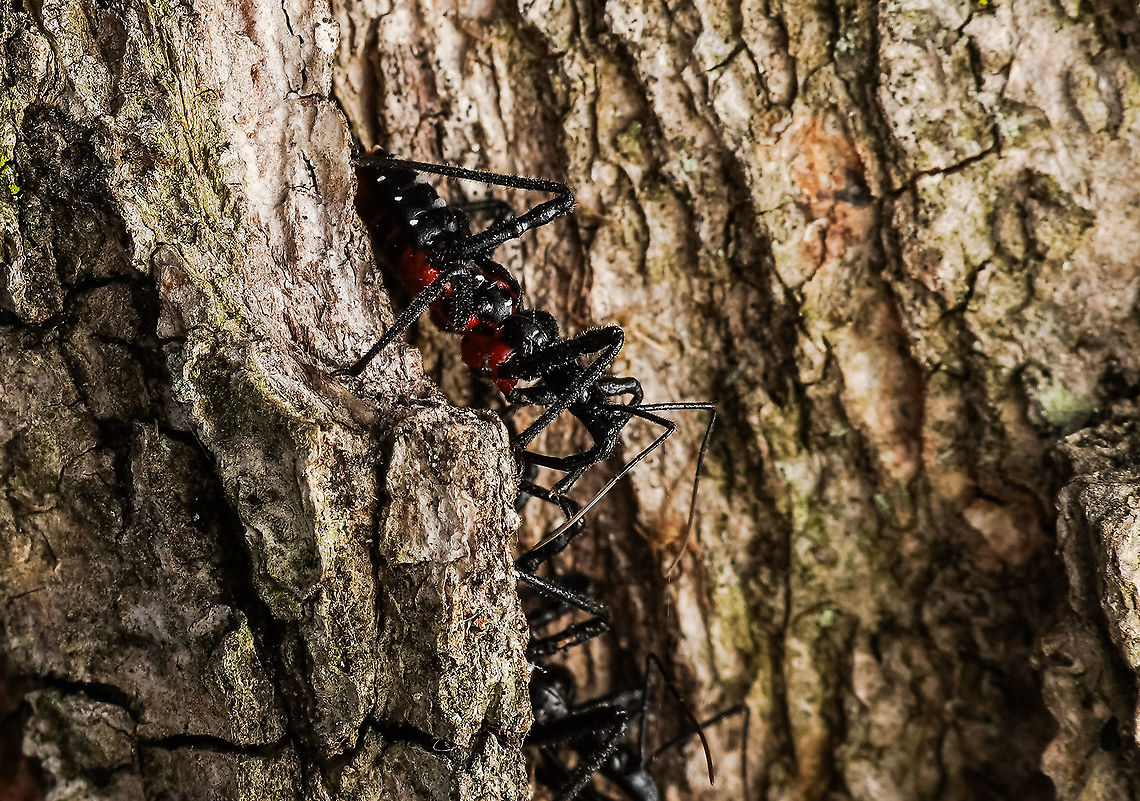 Agriosphodrus dohrni, assassin bug These are invasive species from China and India. Assassin bugs have a painful bite/sting! Their proboscis is very strong.  Agriosphodrus dohrni,Japan,assassin bug