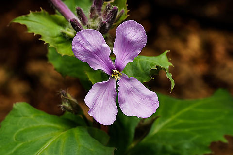 Orychophragmus violaceus, Chinese violet cress A beautiful Chinese violet cress, invasive species, found everywhere.  Chinese Violet Cress,Chinese violet cress,Orychophragmus violaceus