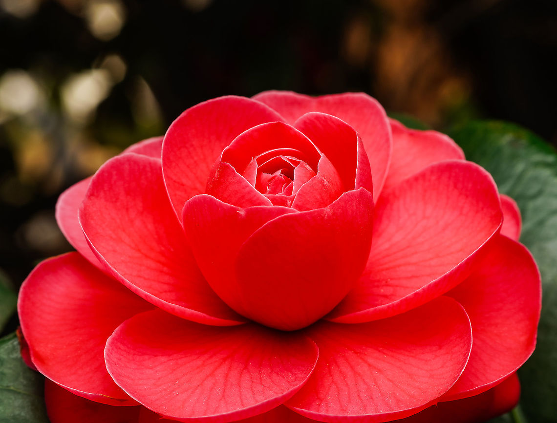Japanese Camellia These are commonly found in parks.  Camellia japonica,Japanese Camellia,Tsubaki