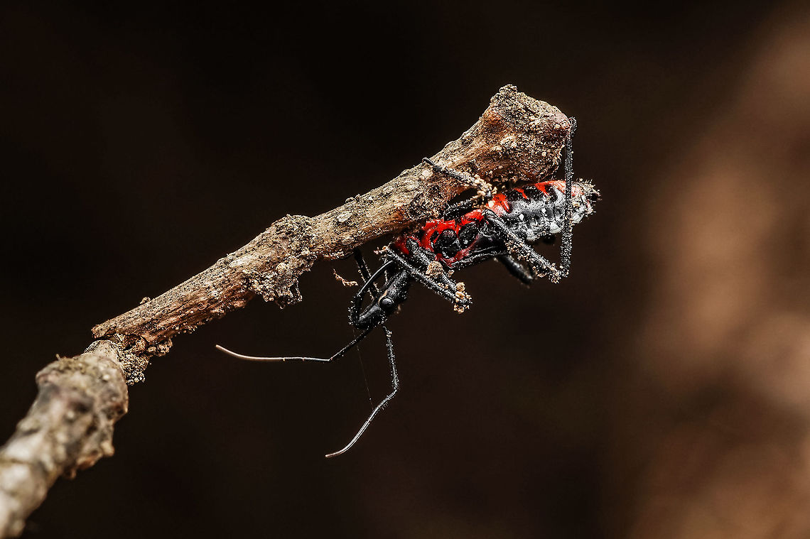 An invasive species of assassin bug. These are found everywhere. Beautiful, yet can bite and invasive.  Agriosphodrus dohrni,Reduviidae,agriosphodrus dohrni,assasin bug,hemiptera