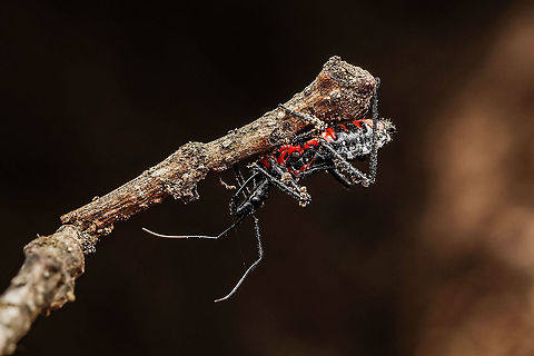 Agriosphodrus dohrni