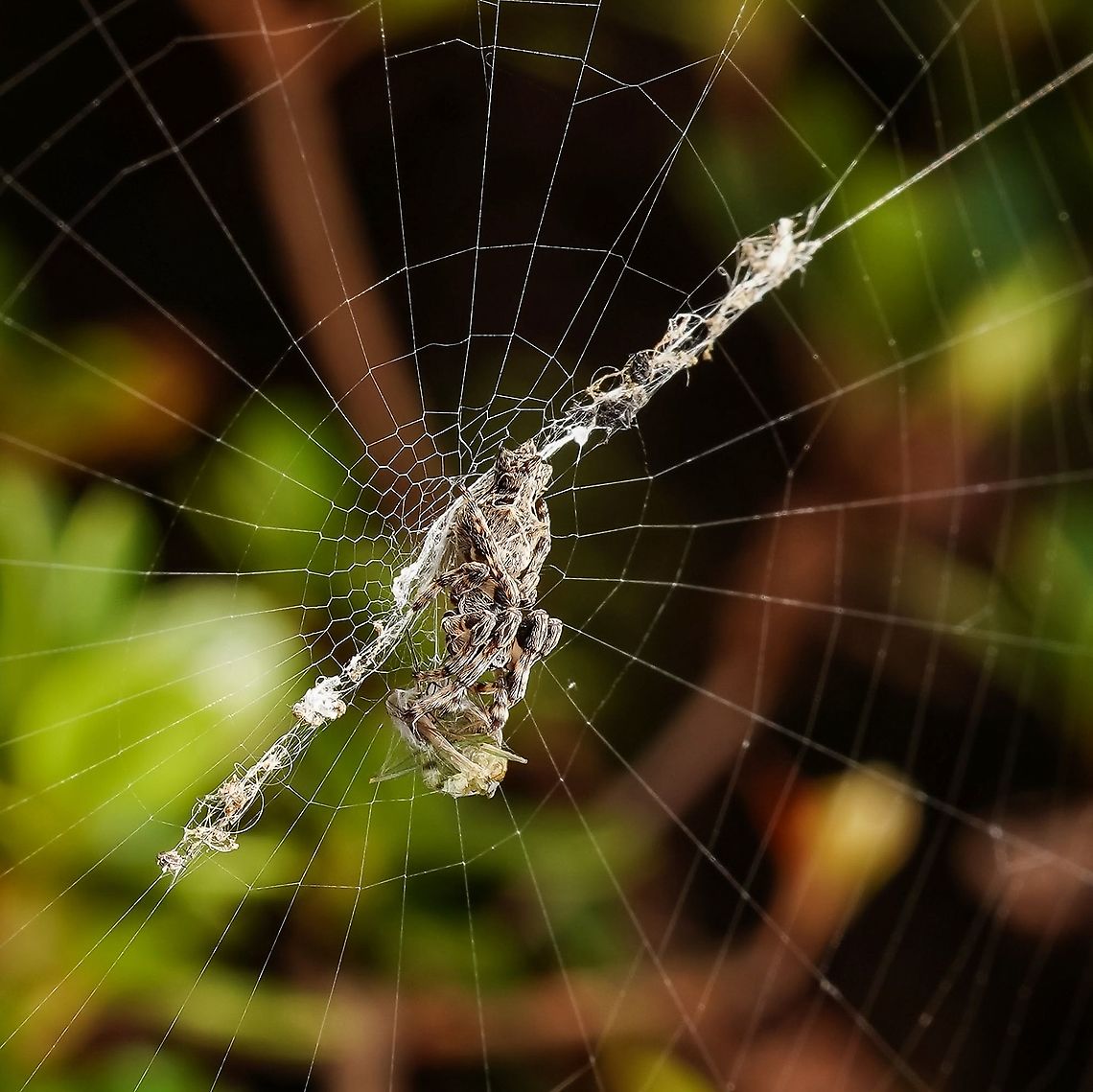A tiny trashline orbweaver, eating its lunch. These are so cool! They use their leftovers to camouflage themselves. The trash is left in the middle of the web, and they sit on it, invisible to their prey.  Arachnida,Araneae,Arthropoda,Chelicerata,Cyclosa,Cyclosa octotuberculata
